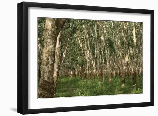 Rubber Trees (Hevea Brasiliensis)-Bjorn Svensson-Framed Photographic Print