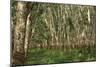 Rubber Trees (Hevea Brasiliensis)-Bjorn Svensson-Mounted Photographic Print