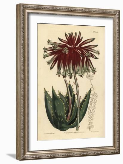 Rubble Aloe or Mitre Aloe, Aloe Perfoliata (Least Mitre Aloe, Aloe Mitraeformis Brevifolia)-Sydenham Teast Edwards-Framed Giclee Print