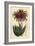 Rubble Aloe or Mitre Aloe, Aloe Perfoliata (Least Mitre Aloe, Aloe Mitraeformis Brevifolia)-Sydenham Teast Edwards-Framed Giclee Print