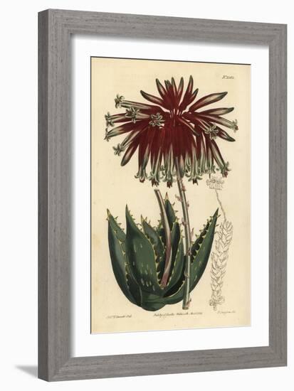 Rubble Aloe or Mitre Aloe, Aloe Perfoliata (Least Mitre Aloe, Aloe Mitraeformis Brevifolia)-Sydenham Teast Edwards-Framed Giclee Print