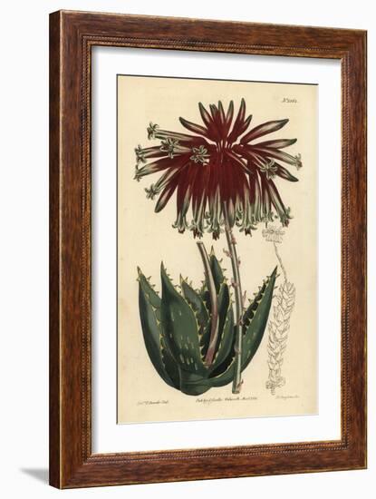 Rubble Aloe or Mitre Aloe, Aloe Perfoliata (Least Mitre Aloe, Aloe Mitraeformis Brevifolia)-Sydenham Teast Edwards-Framed Giclee Print