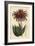 Rubble Aloe or Mitre Aloe, Aloe Perfoliata (Least Mitre Aloe, Aloe Mitraeformis Brevifolia)-Sydenham Teast Edwards-Framed Giclee Print