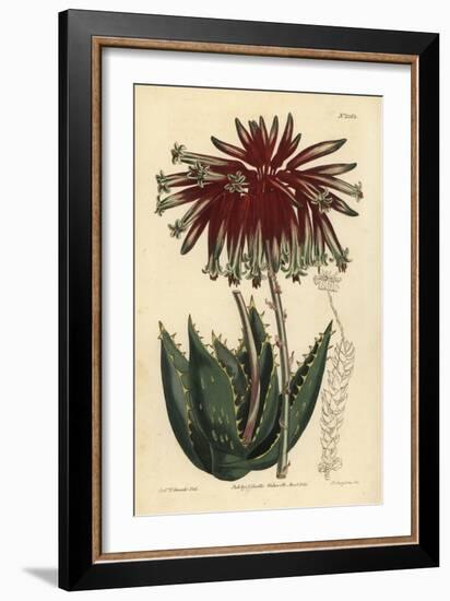 Rubble Aloe or Mitre Aloe, Aloe Perfoliata (Least Mitre Aloe, Aloe Mitraeformis Brevifolia)-Sydenham Teast Edwards-Framed Giclee Print