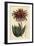 Rubble Aloe or Mitre Aloe, Aloe Perfoliata (Least Mitre Aloe, Aloe Mitraeformis Brevifolia)-Sydenham Teast Edwards-Framed Giclee Print