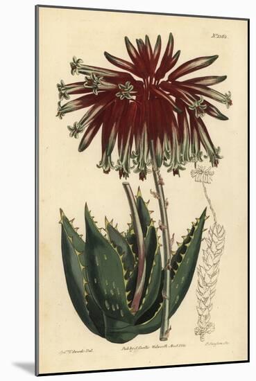 Rubble Aloe or Mitre Aloe, Aloe Perfoliata (Least Mitre Aloe, Aloe Mitraeformis Brevifolia)-Sydenham Teast Edwards-Mounted Giclee Print