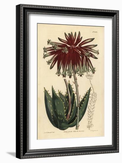 Rubble Aloe or Mitre Aloe, Aloe Perfoliata (Least Mitre Aloe, Aloe Mitraeformis Brevifolia)-Sydenham Teast Edwards-Framed Giclee Print