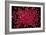 Rubies Panned From River Gravels-Vaughan Fleming-Framed Photographic Print