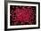 Rubies Panned From River Gravels-Vaughan Fleming-Framed Photographic Print