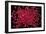 Rubies Panned From River Gravels-Vaughan Fleming-Framed Photographic Print