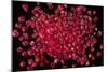 Rubies Panned From River Gravels-Vaughan Fleming-Mounted Photographic Print