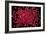 Rubies Panned From River Gravels-Vaughan Fleming-Framed Photographic Print