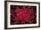 Rubies Panned From River Gravels-Vaughan Fleming-Framed Photographic Print