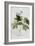 Rubus, 1744-Georg Dionysius Ehret-Framed Giclee Print