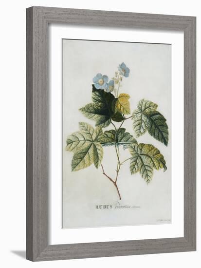 Rubus, 1744-Georg Dionysius Ehret-Framed Giclee Print