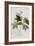 Rubus, 1744-Georg Dionysius Ehret-Framed Giclee Print