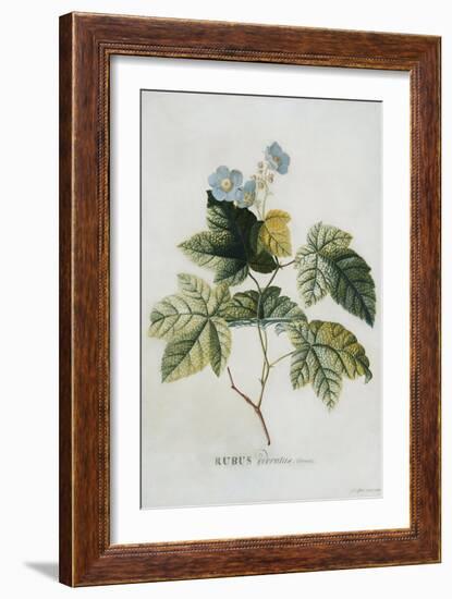 Rubus, 1744-Georg Dionysius Ehret-Framed Giclee Print