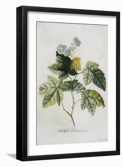 Rubus, 1744-Georg Dionysius Ehret-Framed Giclee Print