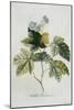 Rubus, 1744-Georg Dionysius Ehret-Mounted Giclee Print