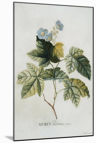 Rubus, 1744-Georg Dionysius Ehret-Mounted Giclee Print