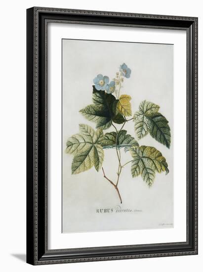 Rubus, 1744-Georg Dionysius Ehret-Framed Giclee Print
