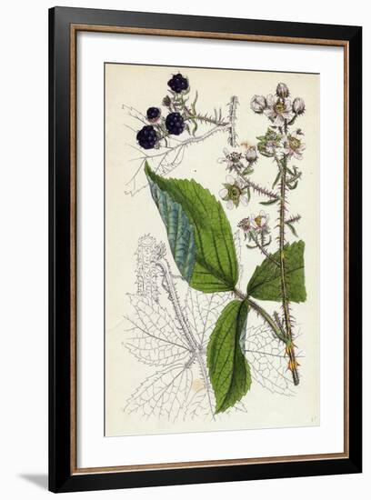 Rubus Köhleri Köhler's Bramble-null-Framed Giclee Print