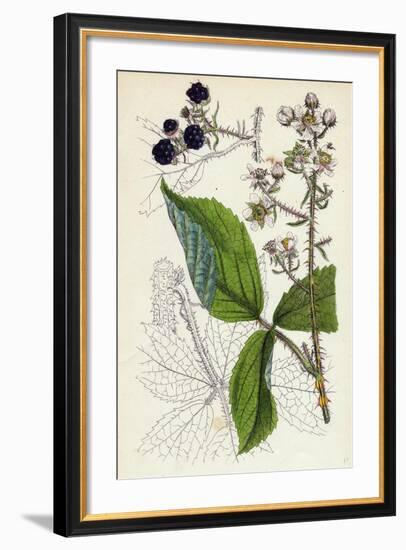 Rubus Köhleri Köhler's Bramble-null-Framed Giclee Print