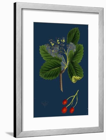 Rubus Suberectus; Suberect Bramble-null-Framed Giclee Print