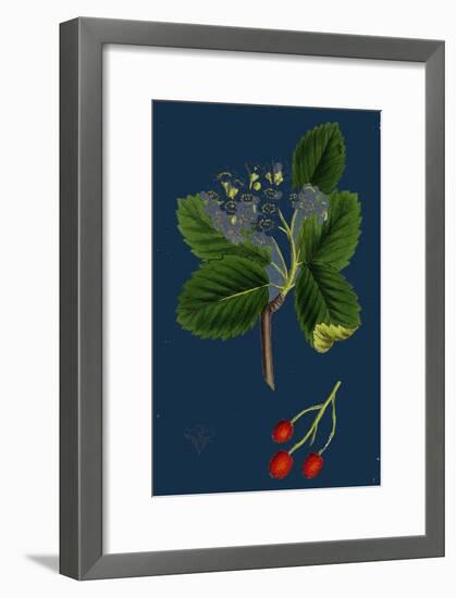 Rubus Suberectus; Suberect Bramble-null-Framed Giclee Print