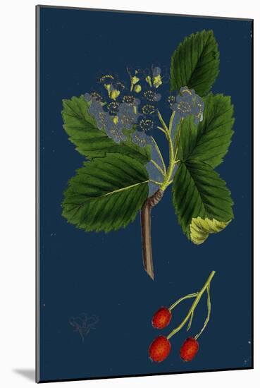 Rubus Suberectus; Suberect Bramble-null-Mounted Giclee Print