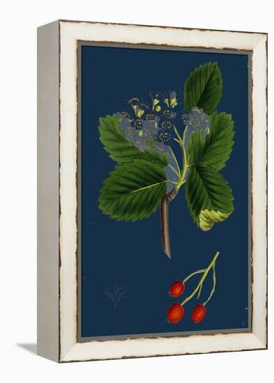 Rubus Suberectus; Suberect Bramble-null-Framed Premier Image Canvas