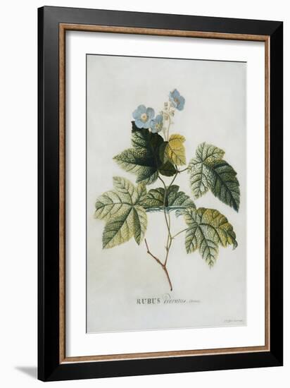 Rubus-Georg Dionysius Ehret-Framed Giclee Print