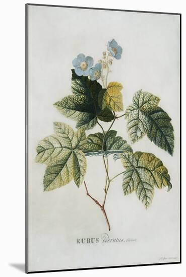 Rubus-Georg Dionysius Ehret-Mounted Giclee Print