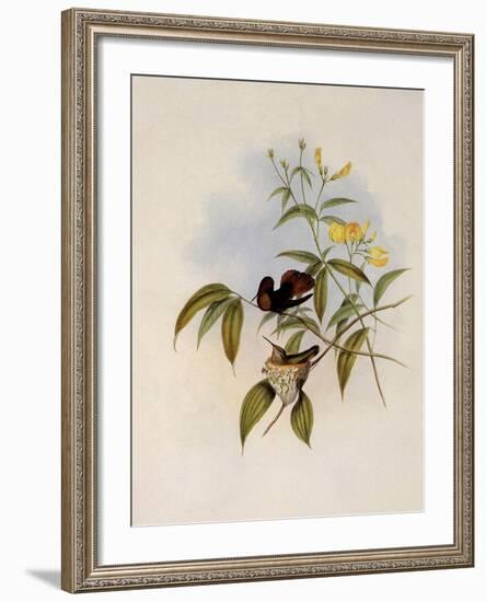 Ruby and Topaz, Chrysolampis Moschitus-John Gould-Framed Giclee Print