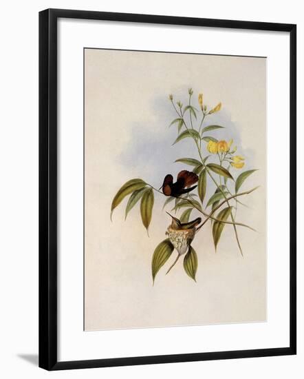 Ruby and Topaz, Chrysolampis Moschitus-John Gould-Framed Giclee Print