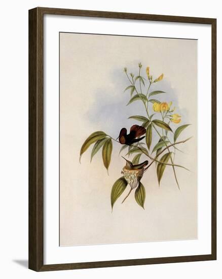 Ruby and Topaz, Chrysolampis Moschitus-John Gould-Framed Giclee Print