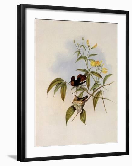 Ruby and Topaz, Chrysolampis Moschitus-John Gould-Framed Giclee Print