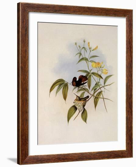 Ruby and Topaz, Chrysolampis Moschitus-John Gould-Framed Giclee Print