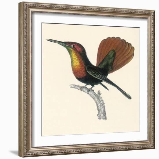 Ruby and Topaz Humming-Bird, Chrysolampis Mosquitis-William Home Lizars-Framed Giclee Print