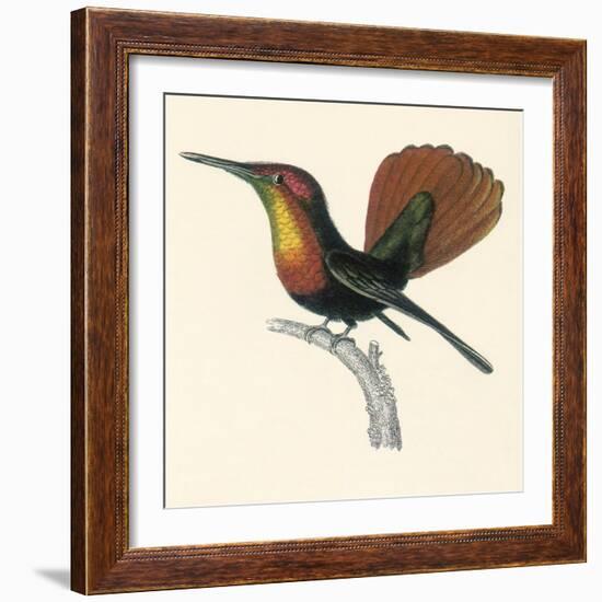 Ruby and Topaz Humming-Bird, Chrysolampis Mosquitis-William Home Lizars-Framed Giclee Print