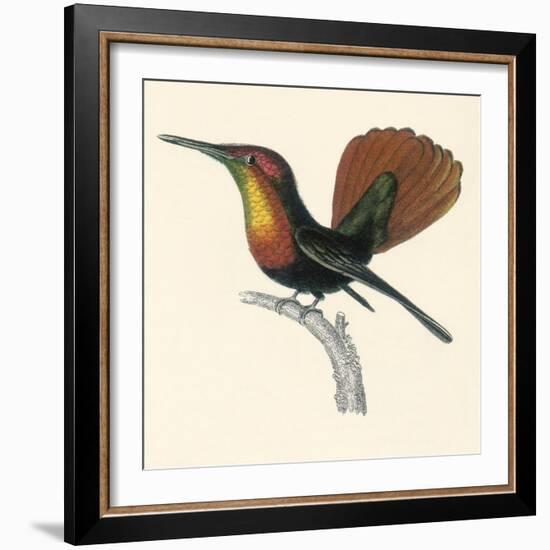 Ruby and Topaz Humming-Bird, Chrysolampis Mosquitis-William Home Lizars-Framed Giclee Print
