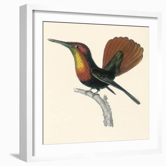 Ruby and Topaz Humming-Bird, Chrysolampis Mosquitis-William Home Lizars-Framed Giclee Print