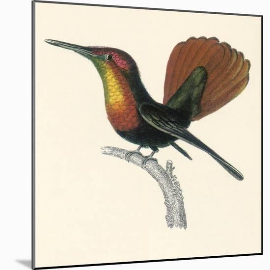 Ruby and Topaz Humming-Bird, Chrysolampis Mosquitis-William Home Lizars-Mounted Giclee Print