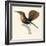 Ruby and Topaz Humming-Bird, Chrysolampis Mosquitis-William Home Lizars-Framed Giclee Print