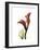 Ruby Calla Lily-Albert Koetsier-Framed Premium Giclee Print