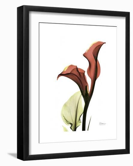 Ruby Calla Lily-Albert Koetsier-Framed Premium Giclee Print