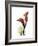 Ruby Calla Lily-Albert Koetsier-Framed Premium Giclee Print