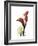 Ruby Calla Lily-Albert Koetsier-Framed Premium Giclee Print