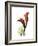 Ruby Calla Lily-Albert Koetsier-Framed Premium Giclee Print