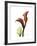 Ruby Calla Lily-Albert Koetsier-Framed Premium Giclee Print